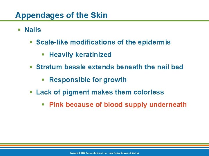 Appendages of the Skin § Nails § Scale-like modifications of the epidermis § Heavily