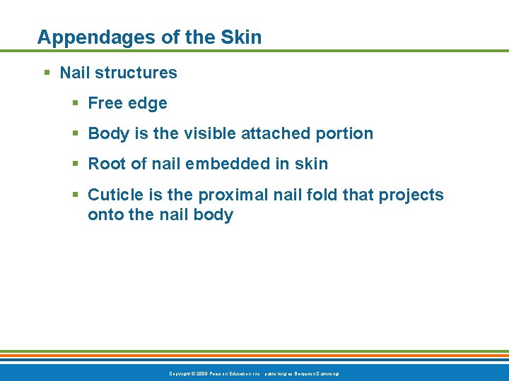 Appendages of the Skin § Nail structures § Free edge § Body is the