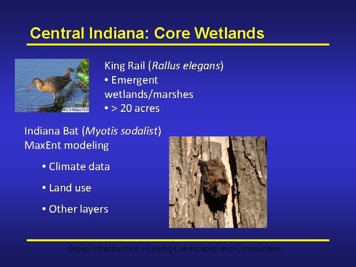 Central Indiana: Core Wetlands King Rail (Rallus elegans) • Emergent wetlands/marshes • > 20