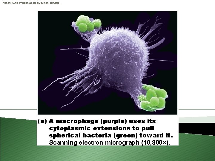 Figure 12. 9 a Phagocytosis by a macrophage. (a) A macrophage (purple) uses its