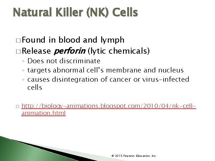 Natural Killer (NK) Cells � Found in blood and lymph � Release perforin (lytic