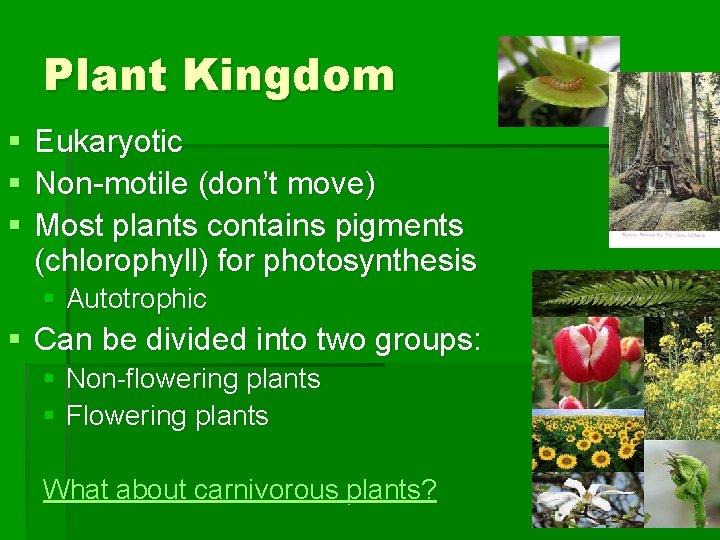 Plant Kingdom § § § Eukaryotic Non-motile (don’t move) Most plants contains pigments (chlorophyll)