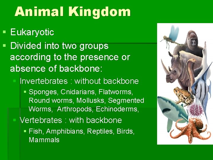 Animal Kingdom § Eukaryotic § Divided into two groups according to the presence or