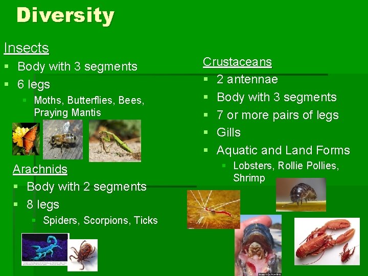 Diversity Insects § Body with 3 segments § 6 legs § Moths, Butterflies, Bees,