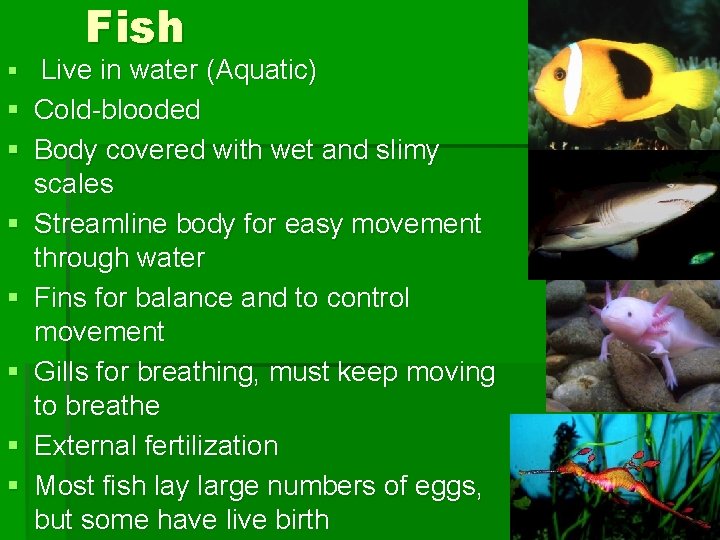 Fish § Live in water (Aquatic) § § § § Cold-blooded Body covered with
