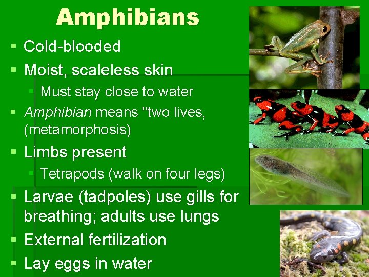 Amphibians § Cold-blooded § Moist, scaleless skin § Must stay close to water §