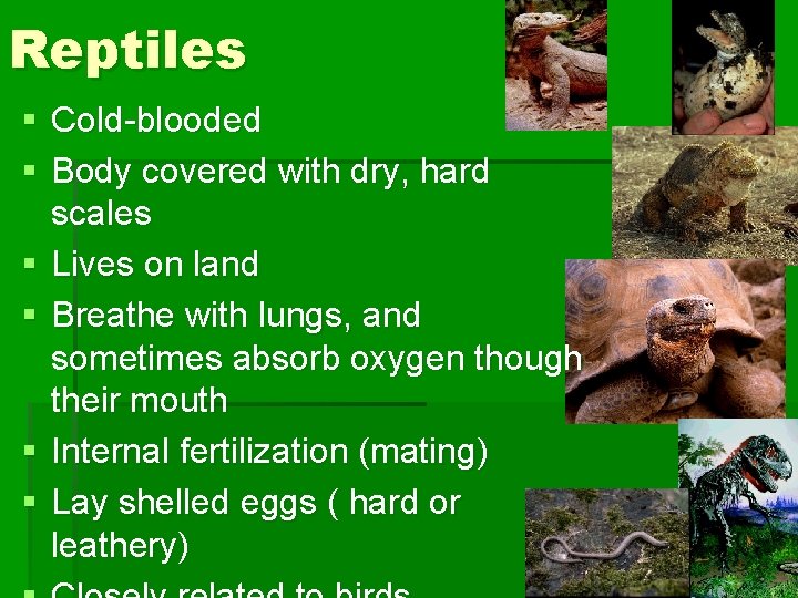 Reptiles § Cold-blooded § Body covered with dry, hard scales § Lives on land
