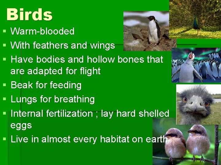 Birds § § § § Warm-blooded With feathers and wings Have bodies and hollow