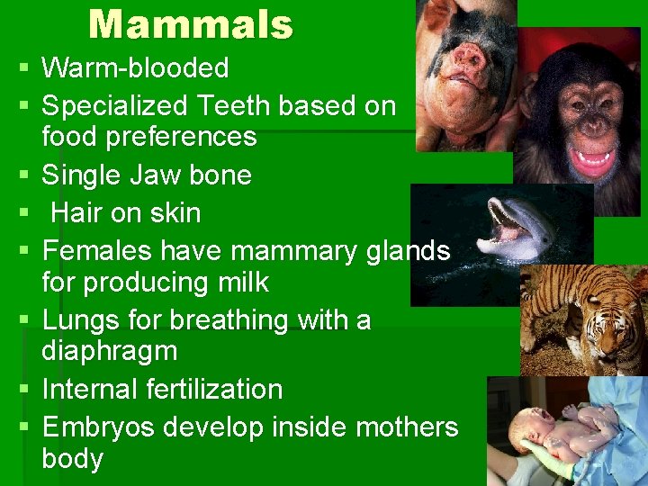 Mammals § Warm-blooded § Specialized Teeth based on food preferences § Single Jaw bone