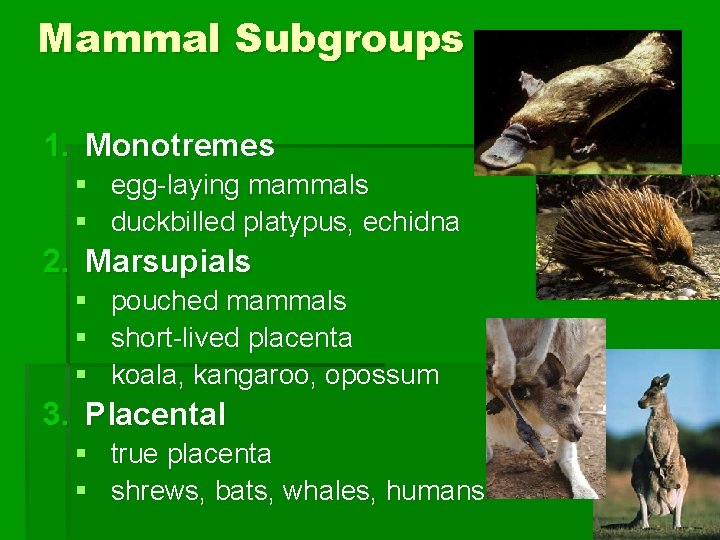 Mammal Subgroups 1. Monotremes § egg-laying mammals § duckbilled platypus, echidna 2. Marsupials §
