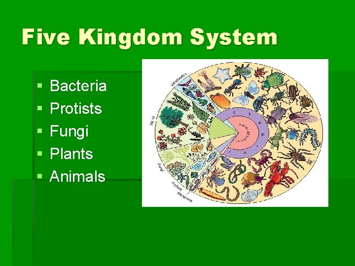Five Kingdom System § § § Bacteria Protists Fungi Plants Animals 