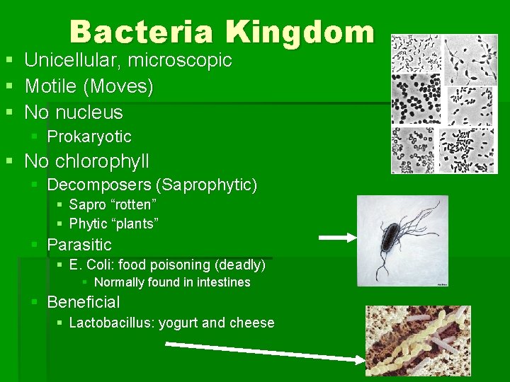 § § § Bacteria Kingdom Unicellular, microscopic Motile (Moves) No nucleus § Prokaryotic §