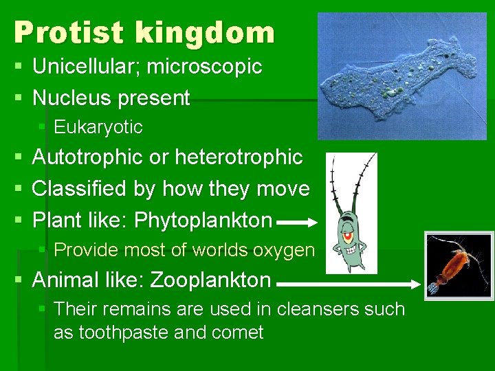 Protist kingdom § Unicellular; microscopic § Nucleus present § Eukaryotic § § § Autotrophic