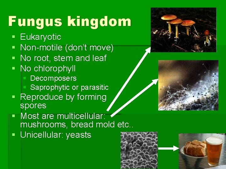 Fungus kingdom § § Eukaryotic Non-motile (don’t move) No root, stem and leaf No
