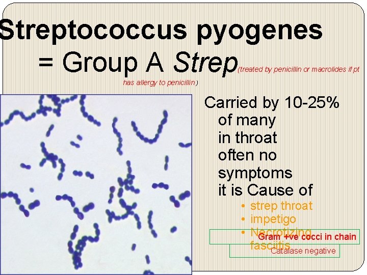 Streptococcus pyogenes = Group A Strep (treated by penicillin or macrolides if pt has