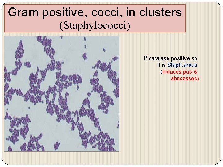 Gram positive, cocci, in clusters (Staphylococci) If catalase positive, so it is Staph. areus