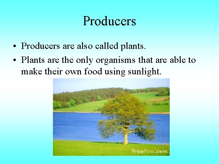 Producers • Producers are also called plants. • Plants are the only organisms that