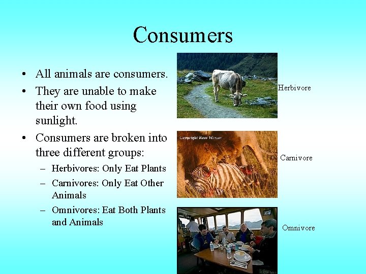 Consumers • All animals are consumers. • They are unable to make their own