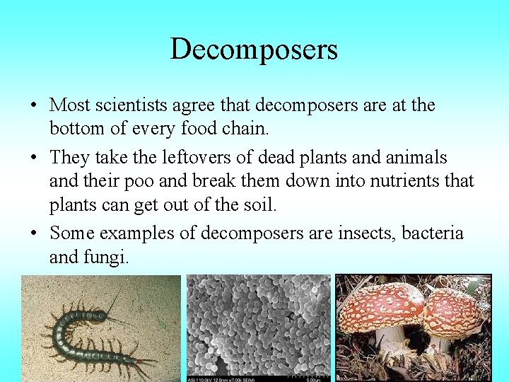 Decomposers • Most scientists agree that decomposers are at the bottom of every food