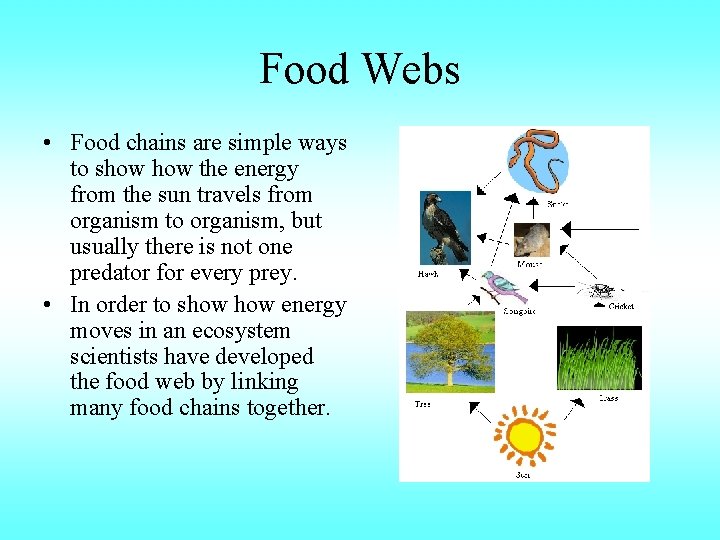 Food Webs • Food chains are simple ways to show the energy from the