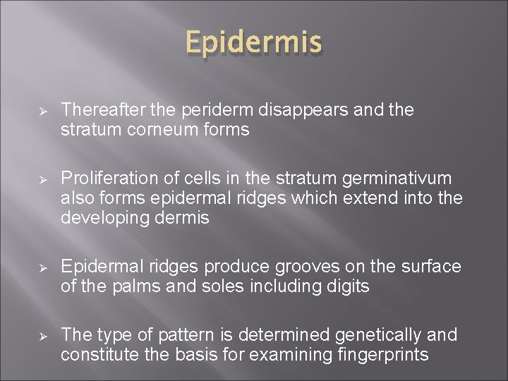 Epidermis Ø Thereafter the periderm disappears and the stratum corneum forms Ø Proliferation of