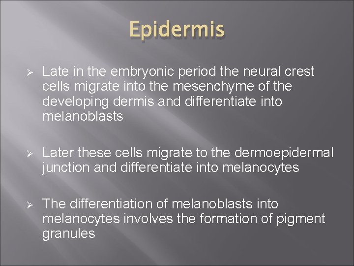 Epidermis Ø Late in the embryonic period the neural crest cells migrate into the