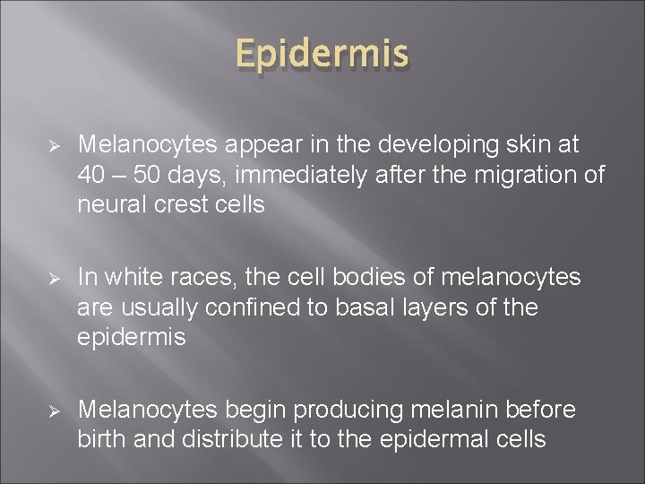 Epidermis Ø Melanocytes appear in the developing skin at 40 – 50 days, immediately