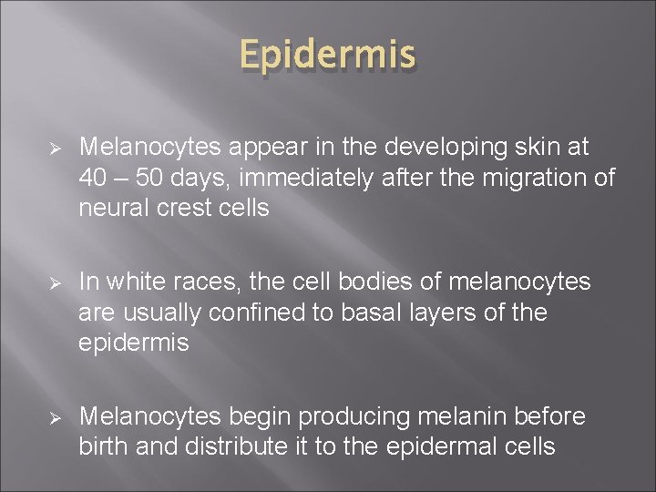 Epidermis Ø Melanocytes appear in the developing skin at 40 – 50 days, immediately
