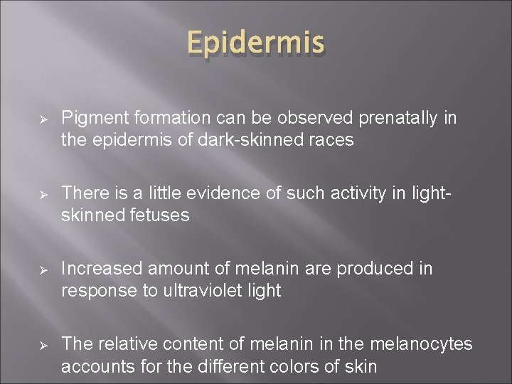 Epidermis Ø Pigment formation can be observed prenatally in the epidermis of dark-skinned races