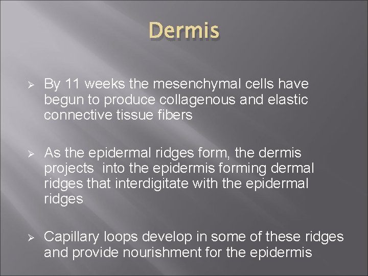 Dermis Ø By 11 weeks the mesenchymal cells have begun to produce collagenous and