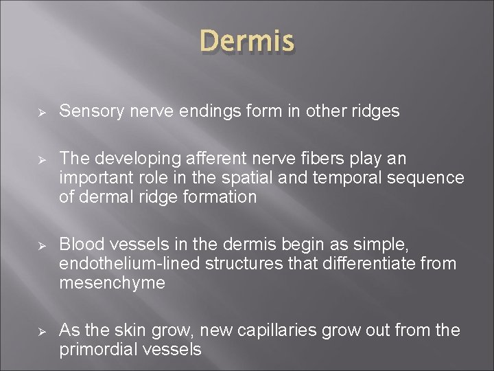 Dermis Ø Sensory nerve endings form in other ridges Ø The developing afferent nerve