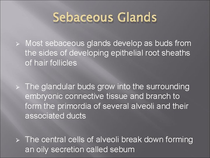 Sebaceous Glands Ø Most sebaceous glands develop as buds from the sides of developing