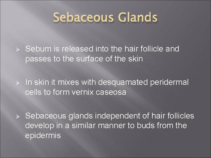 Sebaceous Glands Ø Sebum is released into the hair follicle and passes to the