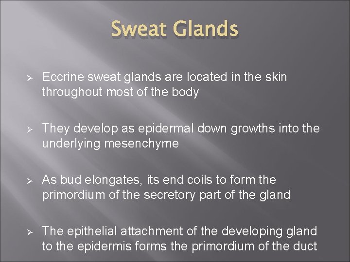 Sweat Glands Ø Eccrine sweat glands are located in the skin throughout most of
