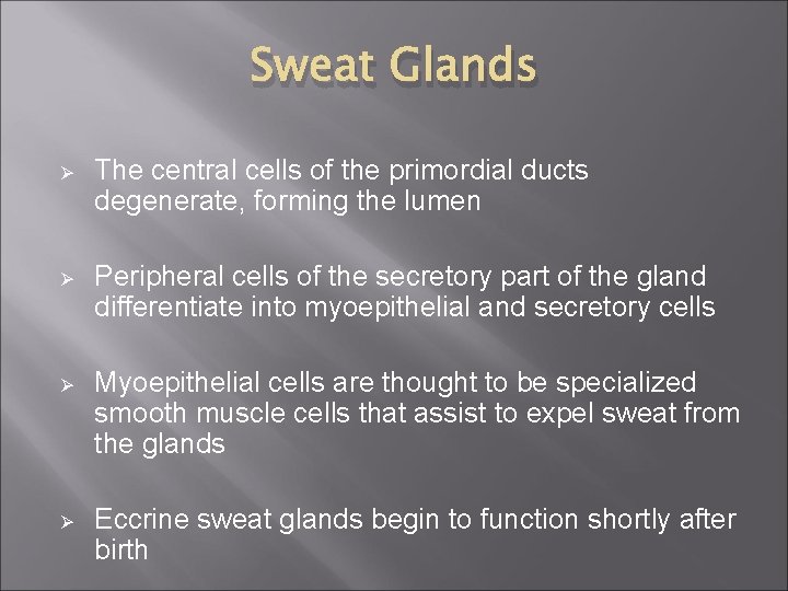 Sweat Glands Ø The central cells of the primordial ducts degenerate, forming the lumen
