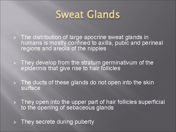 Sweat Glands Ø The distribution of large apocrine sweat glands in humans is mostly