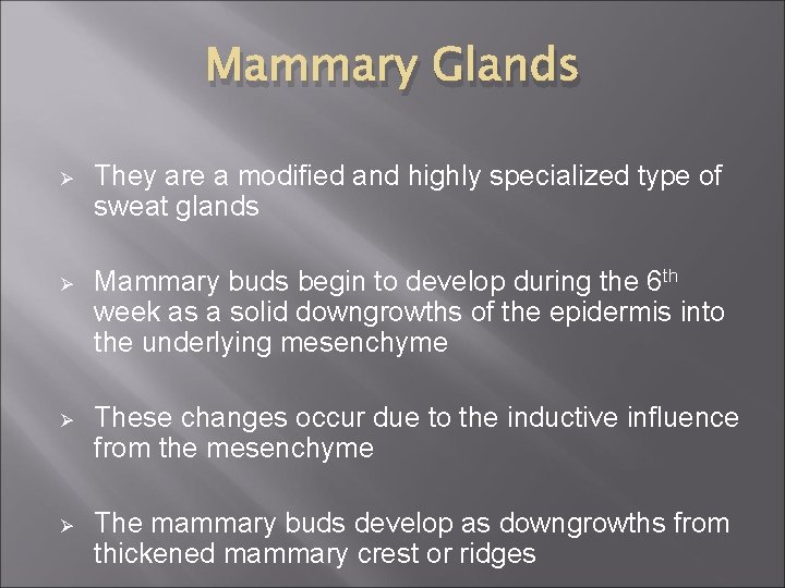 Mammary Glands Ø They are a modified and highly specialized type of sweat glands