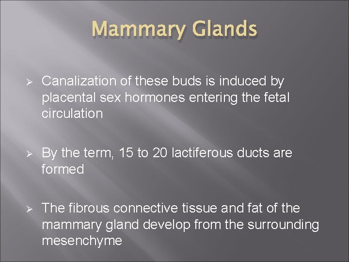 Mammary Glands Ø Canalization of these buds is induced by placental sex hormones entering