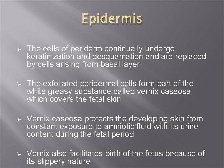 Epidermis Ø The cells of periderm continually undergo keratinization and desquamation and are replaced