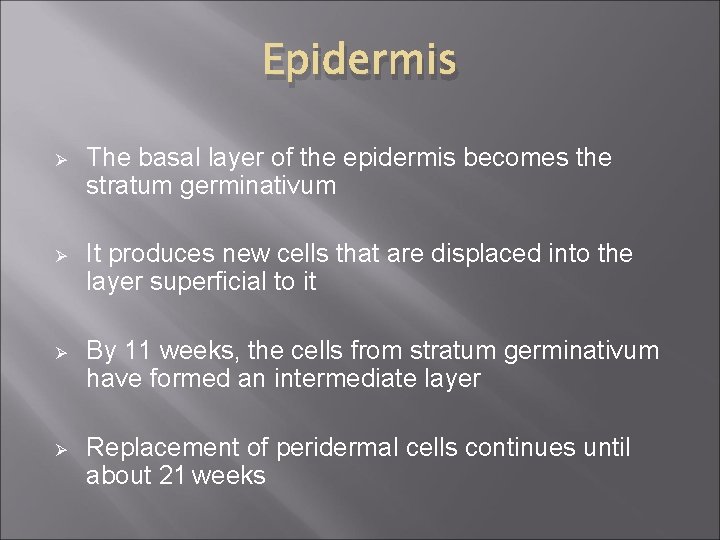 Epidermis Ø The basal layer of the epidermis becomes the stratum germinativum Ø It