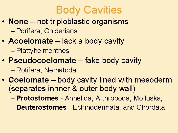 Body Cavities • None – not triploblastic organisms – Porifera, Cniderians • Acoelomate –