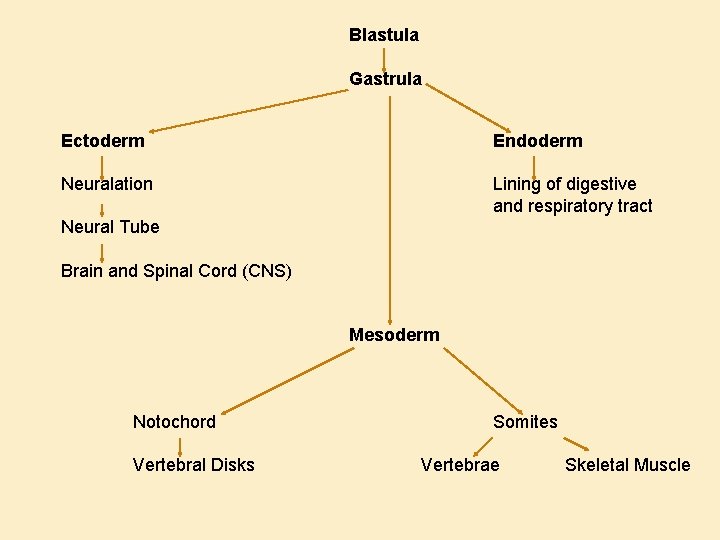 Blastula Gastrula Ectoderm Endoderm Neuralation Lining of digestive and respiratory tract Neural Tube Brain