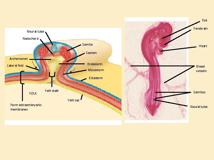 Eye Forebrain Neural tube Notochord Somite Heart Coelom Archenteron Endoderm Lateral fold Mesoderm Blood