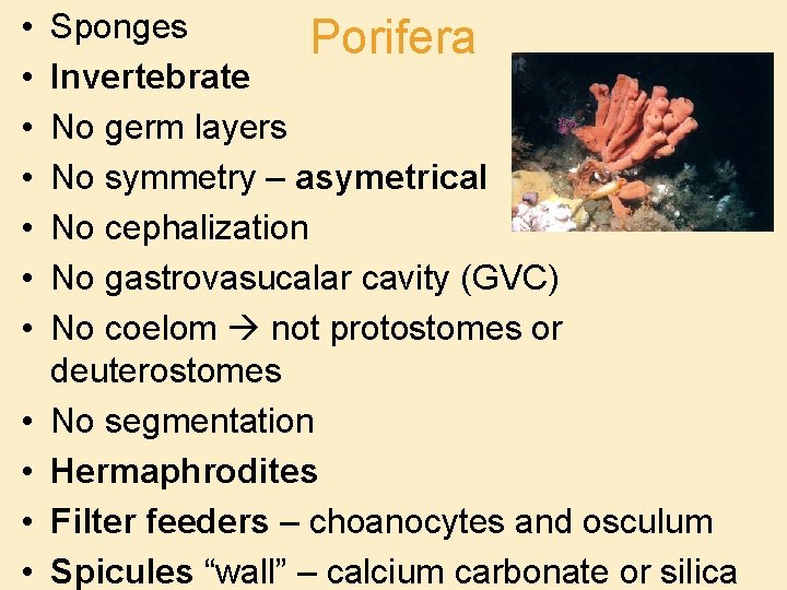  • • • Sponges Porifera Invertebrate No germ layers No symmetry – asymetrical