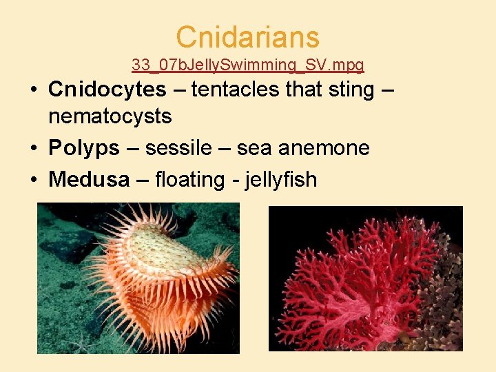 Cnidarians 33_07 b. Jelly. Swimming_SV. mpg • Cnidocytes – tentacles that sting – nematocysts