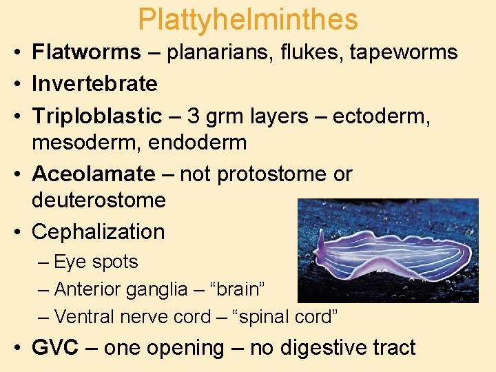 Plattyhelminthes • Flatworms – planarians, flukes, tapeworms • Invertebrate • Triploblastic – 3 grm