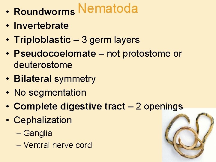  • • Roundworms Nematoda Invertebrate Triploblastic – 3 germ layers Pseudocoelomate – not