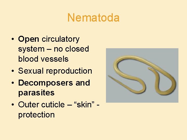 Nematoda • Open circulatory system – no closed blood vessels • Sexual reproduction •