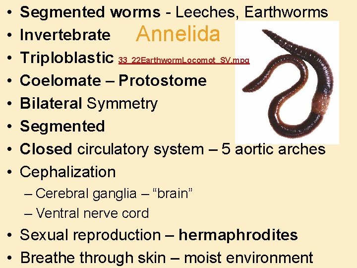  • • Segmented worms - Leeches, Earthworms Invertebrate Annelida Triploblastic 33_22 Earthworm. Locomot_SV.