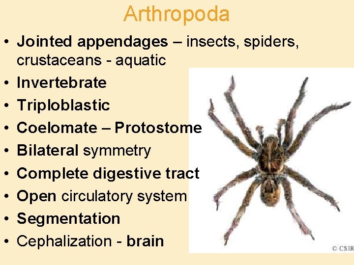 Arthropoda • Jointed appendages – insects, spiders, crustaceans - aquatic • Invertebrate • Triploblastic